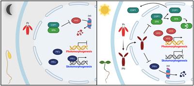 Phytochrome phosphorylation in plant light signaling